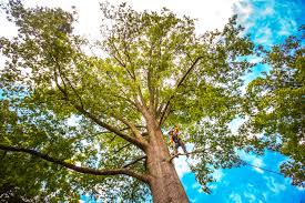 Best Tree Trimming and Pruning  in Childersburg, AL