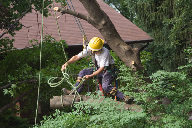 Best Leaf Removal  in Childersburg, AL