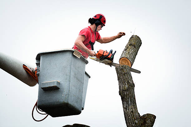 Best Hedge Trimming  in Childersburg, AL